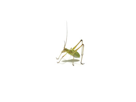 ツユムシ2齢幼虫