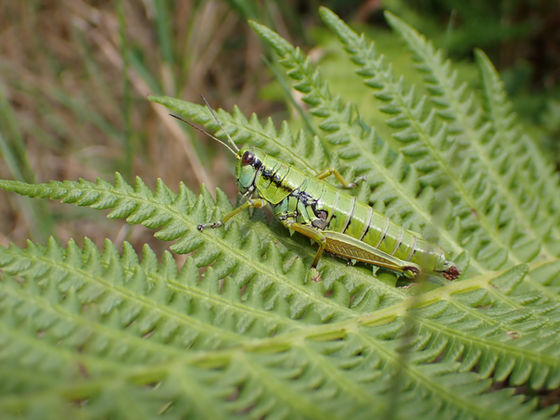 シダ植物の葉上に止まるクサツフキバッタ成虫メス（群馬県8月撮影）
