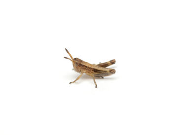 クモマヒナバッタ1齢幼虫