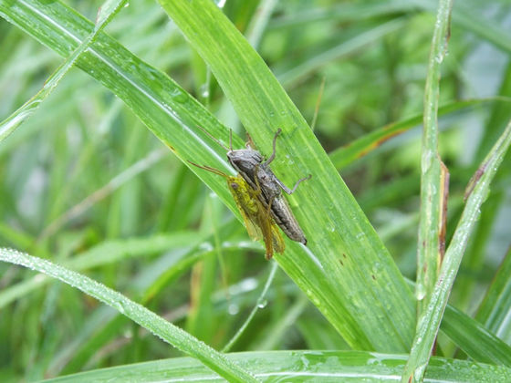 ナキイナゴ交尾（山梨県7月撮影）