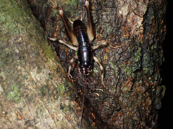 幹に止まっていたヤエヤマクロギリス成虫オス（西表島9月撮影）