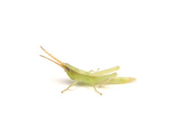ショウリョウバッタモドキ1齢幼虫
