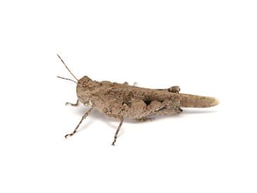 胸部にデコボコがあるイボバッタ成虫メス
