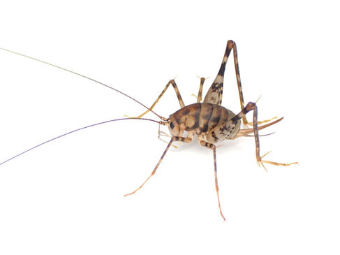 クラズミウマ成虫メス。体にはまだら模様がある。