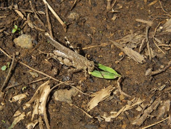 イネ科植物の葉を食べるイボバッタ成虫(埼玉県10月撮影)