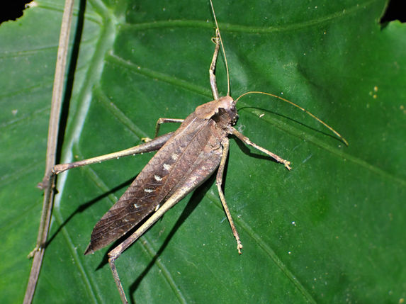 タイワンクツワムシ成虫メス(沖縄県3月撮影)
