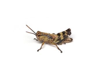 タラノキフキバッタ3齢幼虫