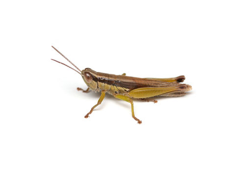 コイナゴ成虫オス