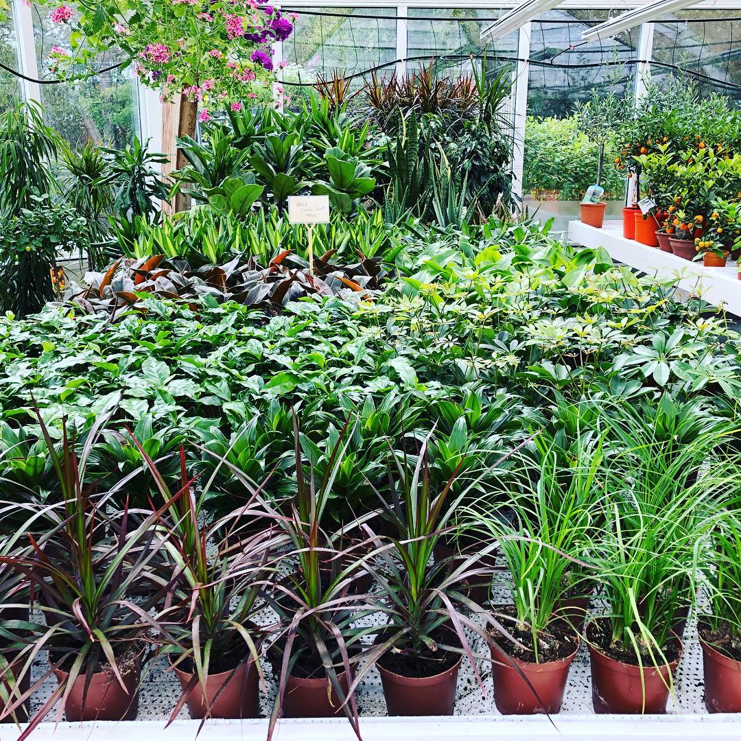 Pottablóm | Flóra Garðyrkjustöð