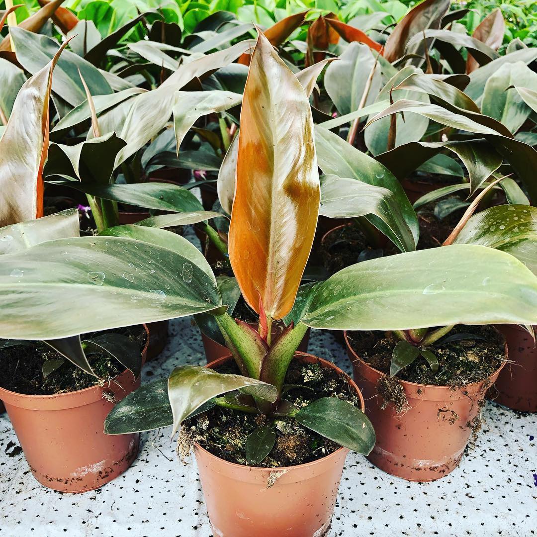 Pottablóm | Flóra Garðyrkjustöð