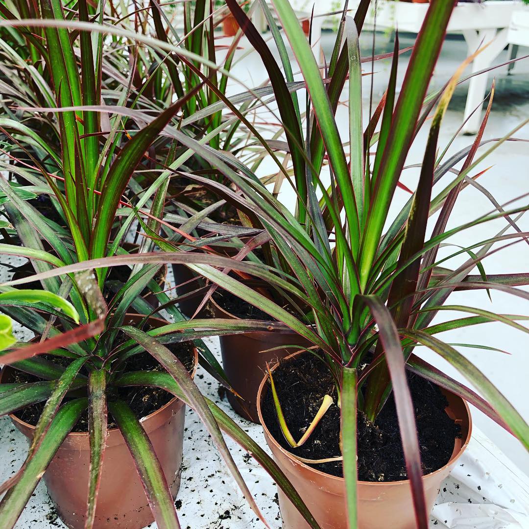 Pottablóm | Flóra Garðyrkjustöð