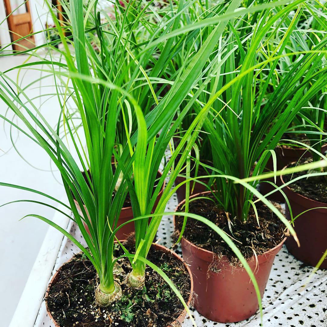 Pottablóm | Flóra Garðyrkjustöð