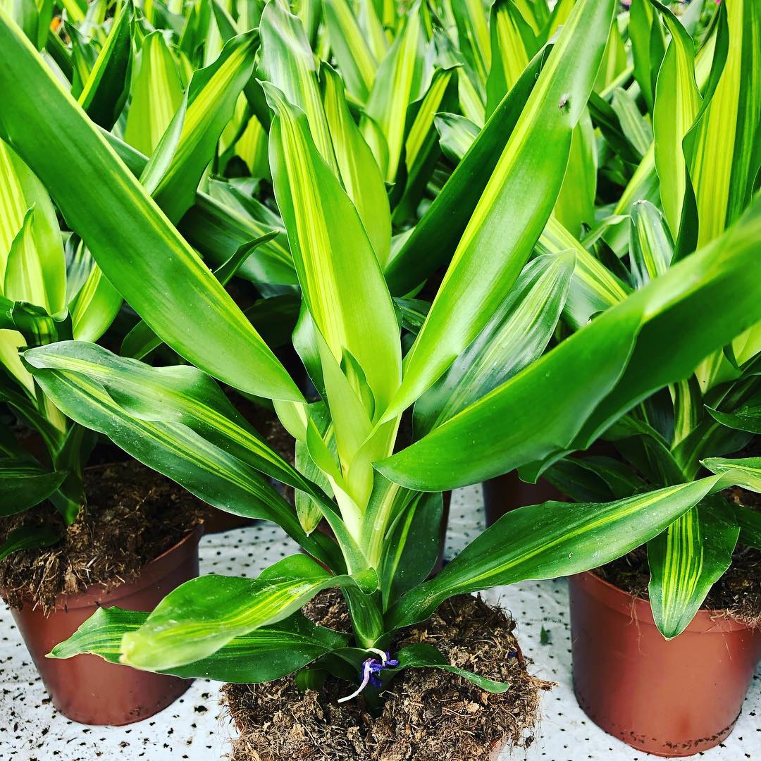 Pottablóm | Flóra Garðyrkjustöð