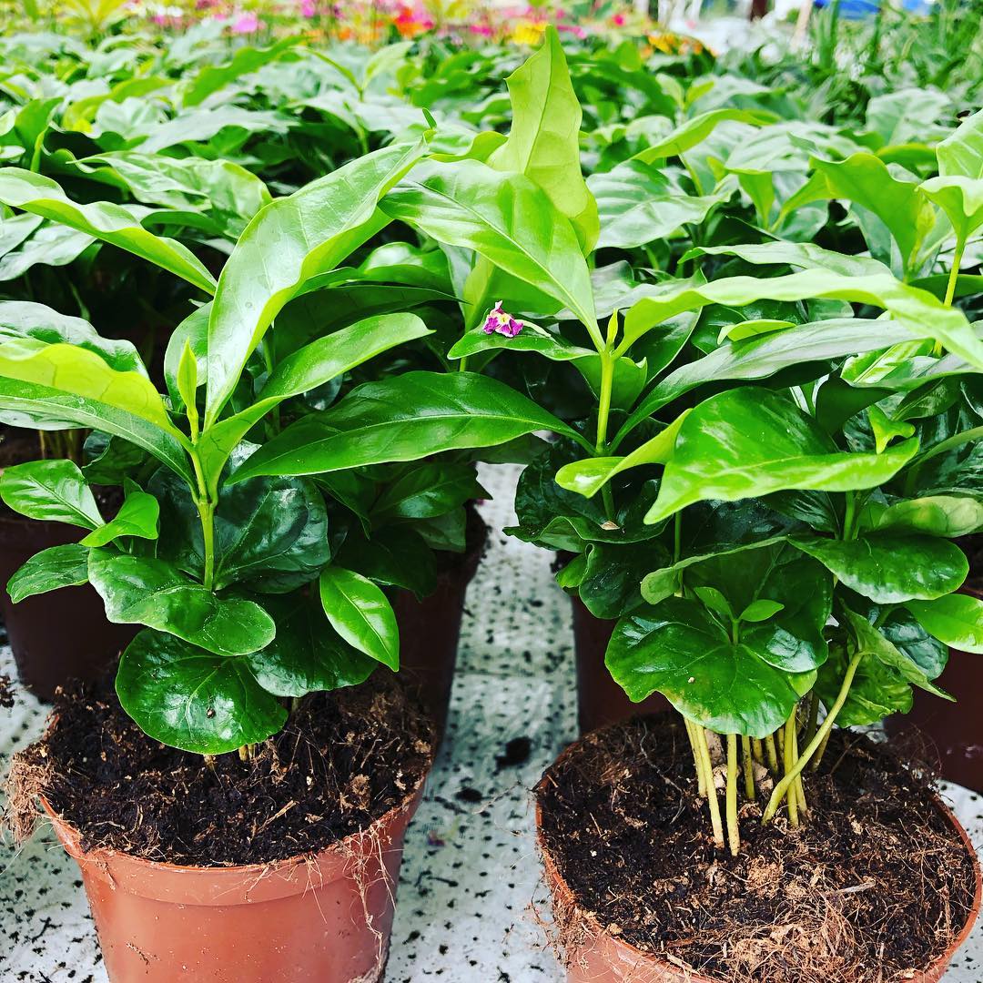 Pottablóm | Flóra Garðyrkjustöð