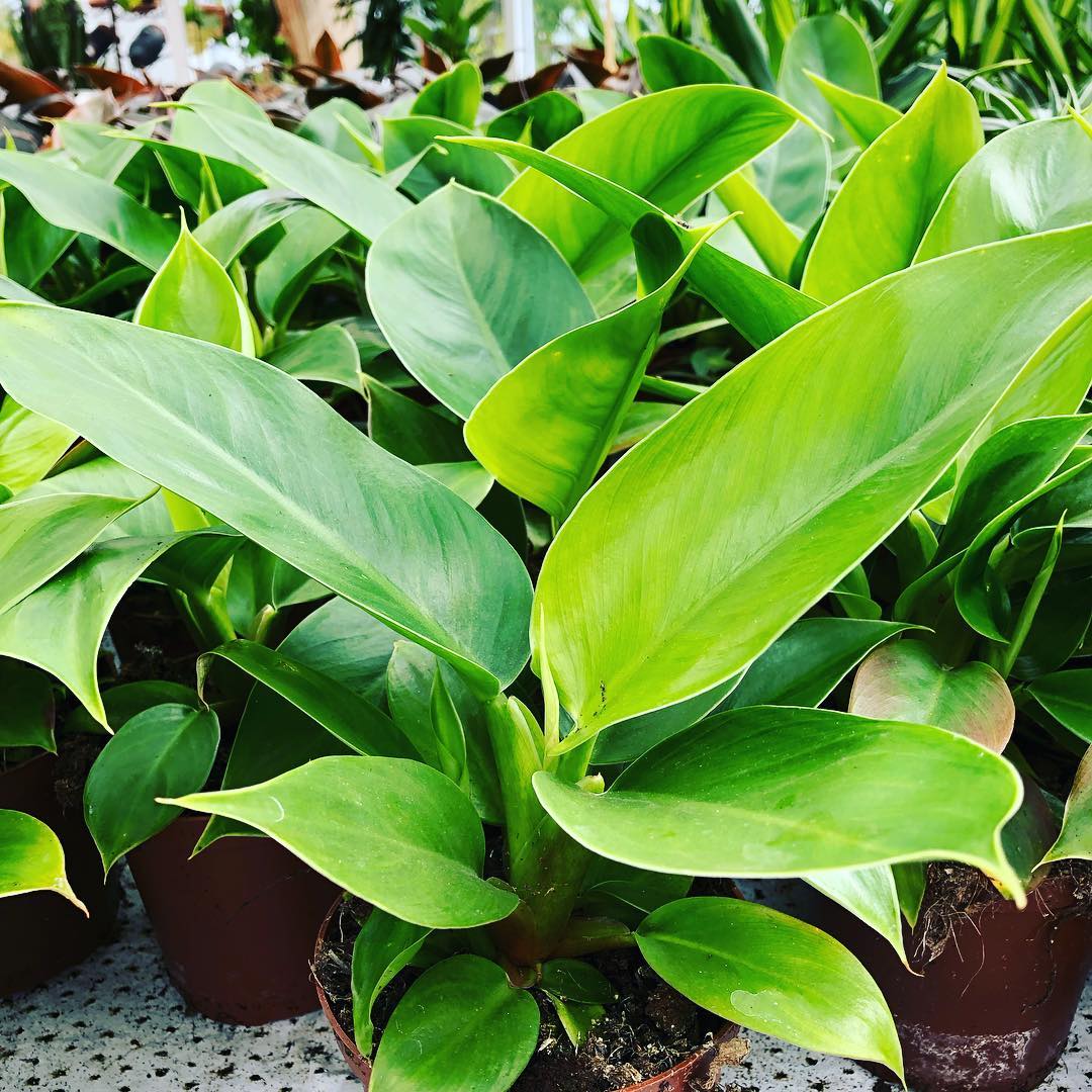 Pottablóm | Flóra Garðyrkjustöð