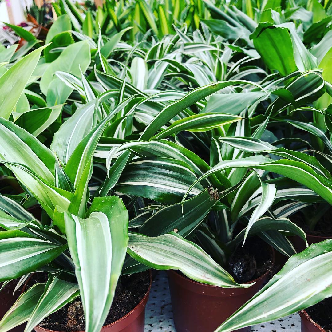 Pottablóm | Flóra Garðyrkjustöð