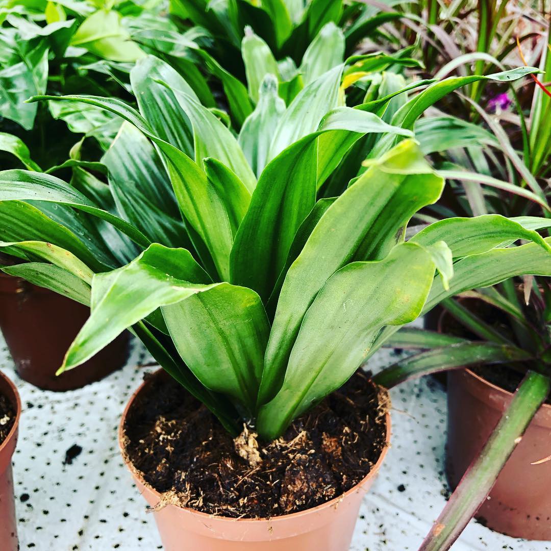 Pottablóm | Flóra Garðyrkjustöð