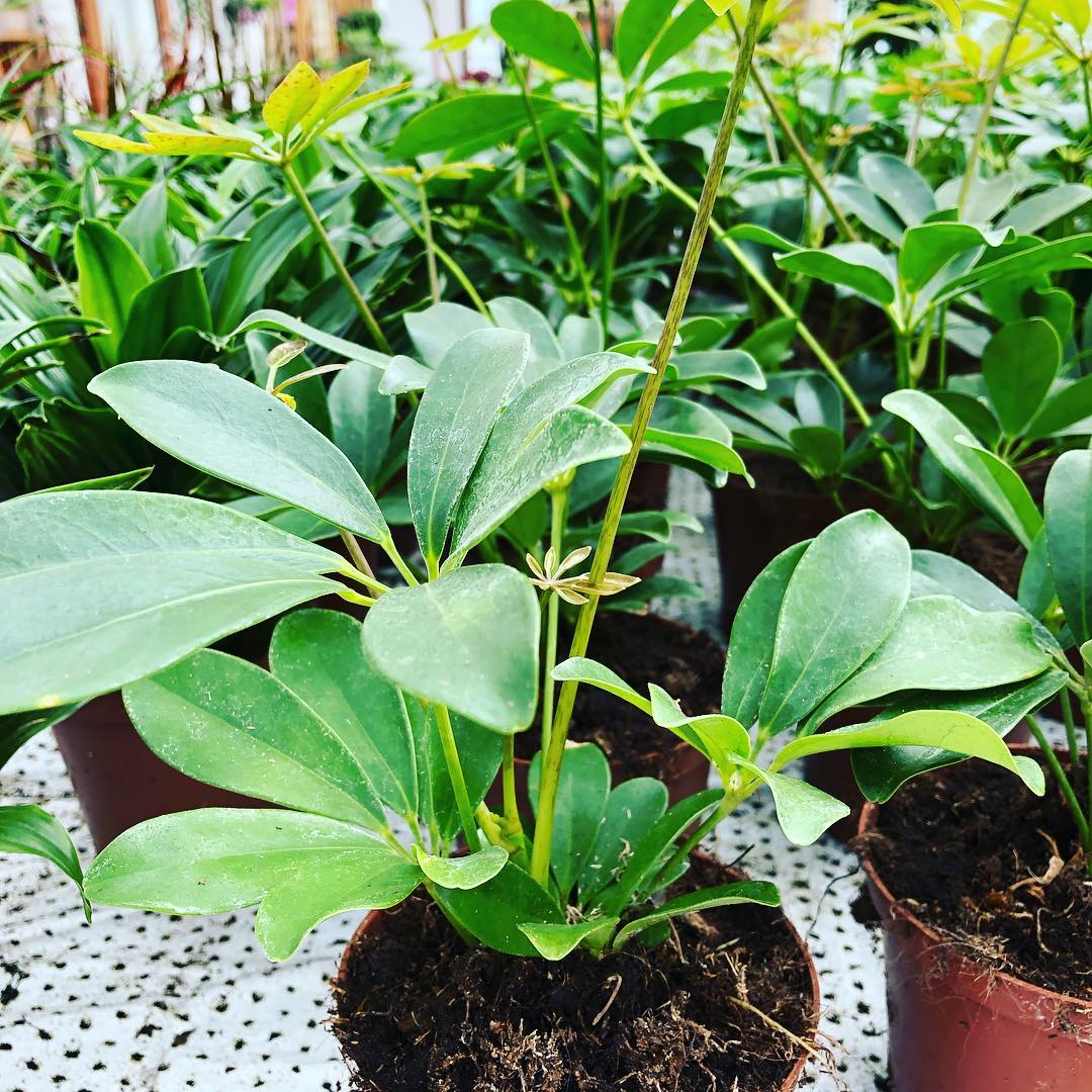 Pottablóm | Flóra Garðyrkjustöð