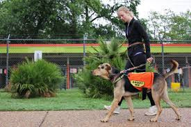 A volunteer in Austin, Texas the largest No Kill community in the United States, takes a dog for a walk.