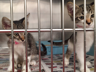 Opinion: Clear The Shelters Helps Shelter Pets