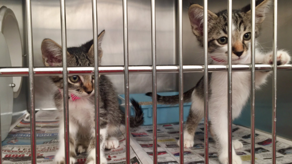 Kittens await adoption at a Clear the Shelters event.
