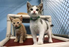 No Kill Fastrack: One Year in Lake County, Florida