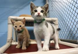 No Kill Fastrack: One Year in Lake County, Florida