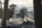 animals .JPG
