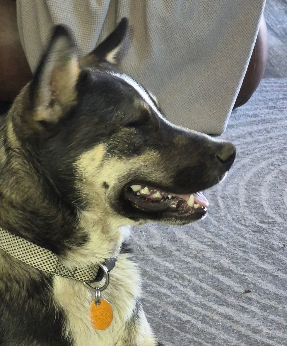 Zeus | rescued 2026