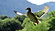 pato