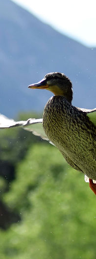 Duck