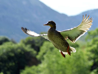 On the Wing