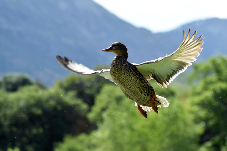 Flying Mallard Duck