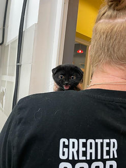 Small black kitten being held by volunteer