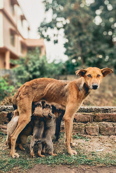 Mother-dog-317455-pixahive_edited.jpg