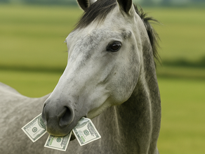 How to Spend Smart on Horse Care in Tough Times | Horse Care on a Budget