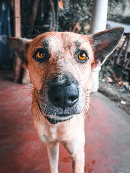 Street dog helped by World Tails in Cambodia