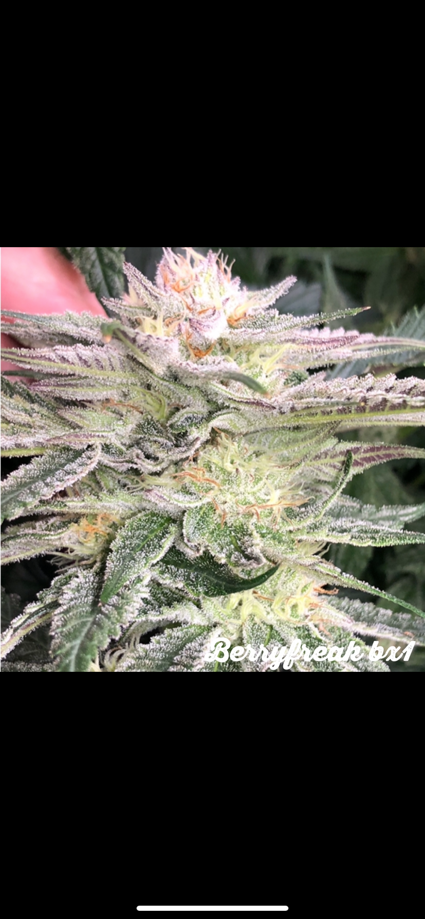 Thumbnail: Berry Freak F3 v1