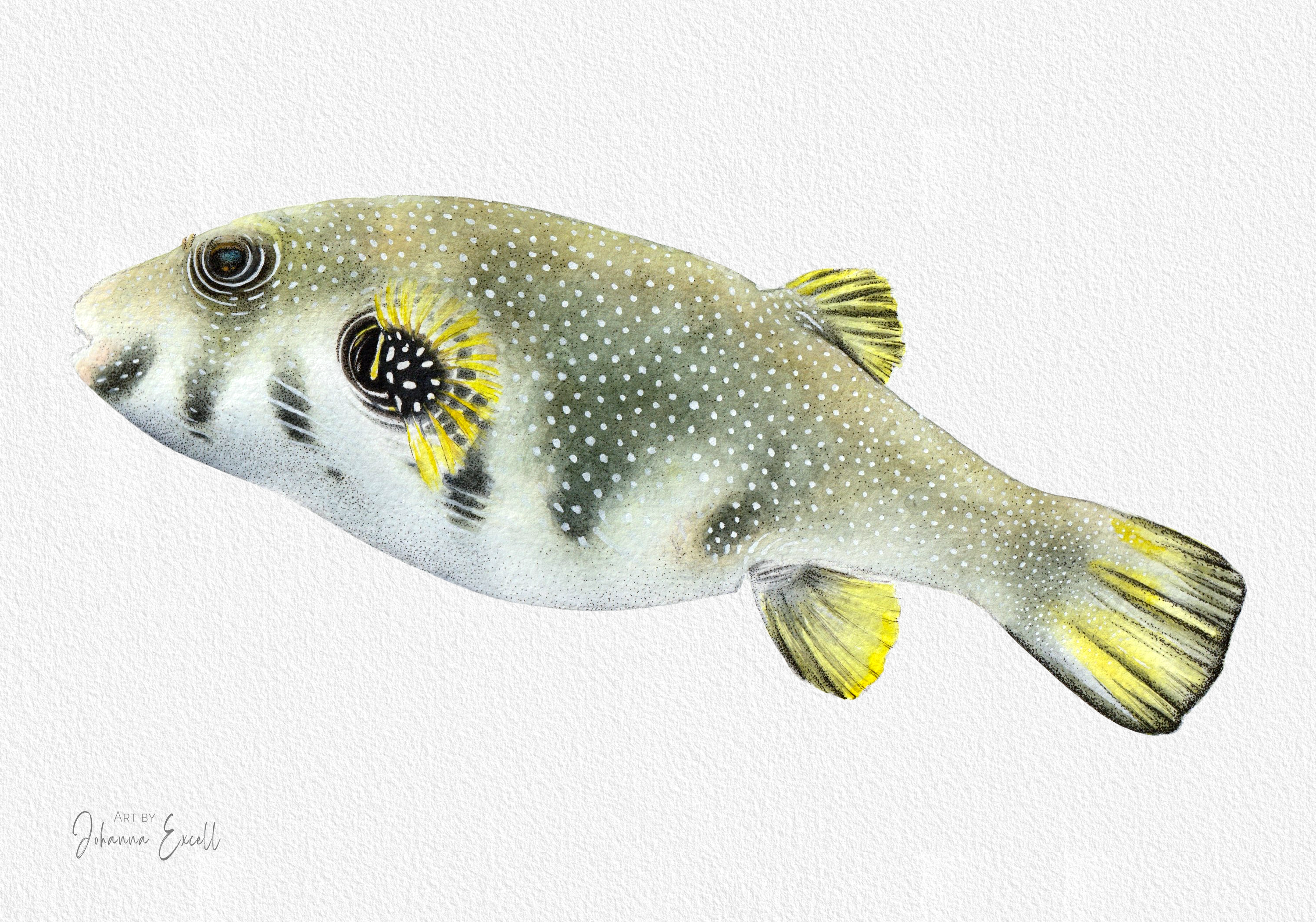 White-spotted pufferfish