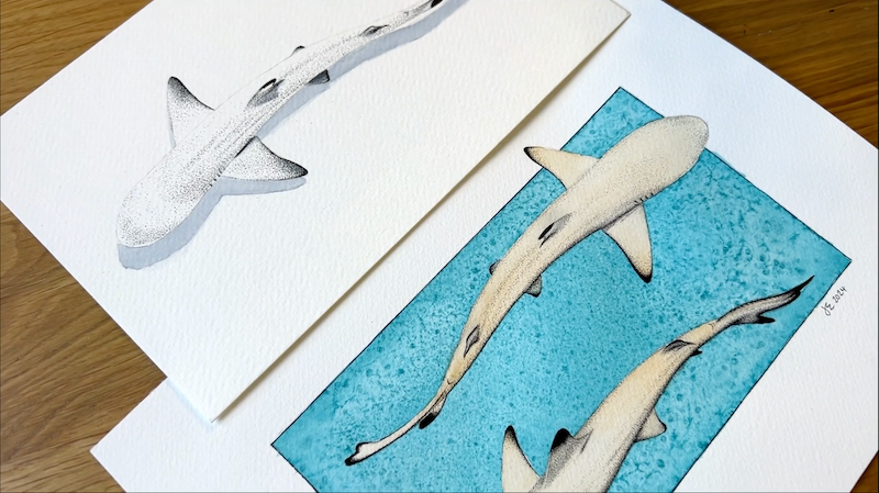 Thumbnail: Baby blacktips