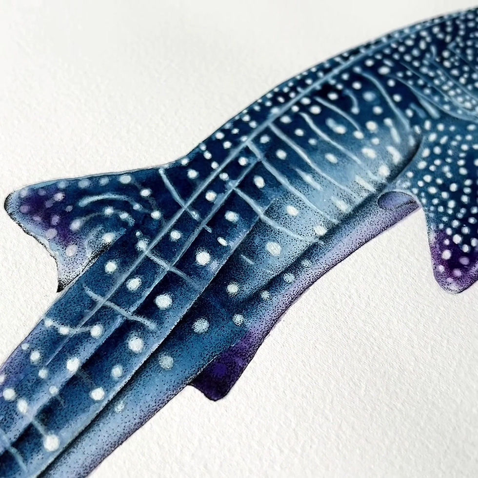 Thumbnail: Whale shark