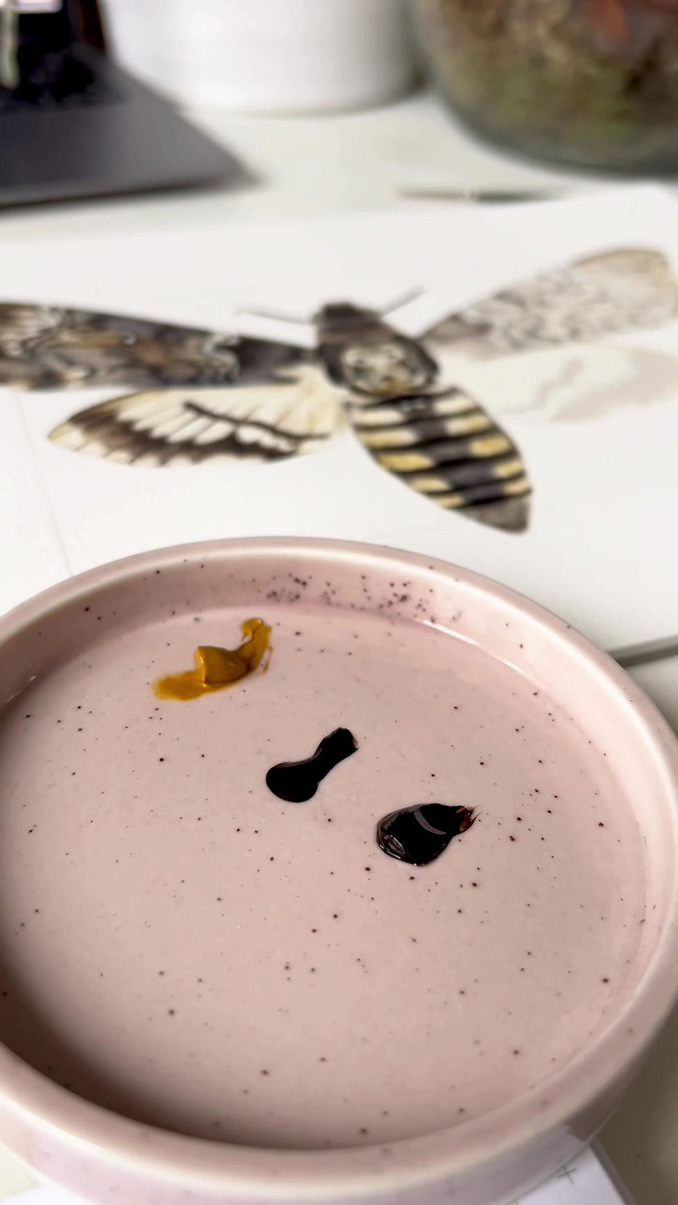 Thumbnail: Death's-head hawkmoth