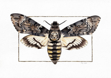 Watercolor and ink death's-head hawkmoth illustration with gold leaf border