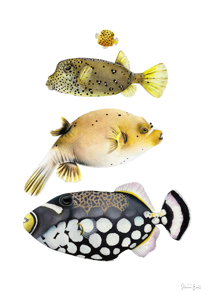 Thumbnail: The spotted crew - Embellished print