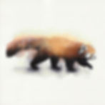 Red panda