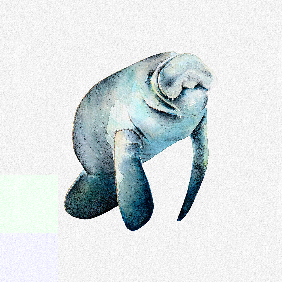 Sea glass manatee