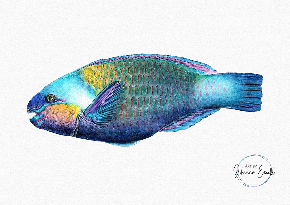 Thumbnail: Parrotfish - Print