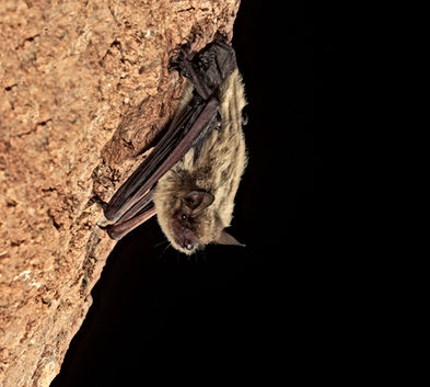 Cave Myotis