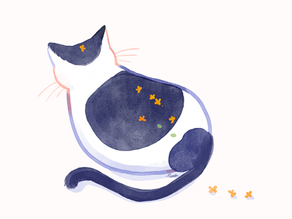 おみやげ付きで帰ってきたねこ