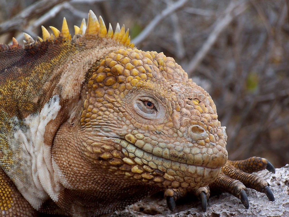 Galapagos Land Iguana